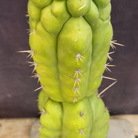 #EC165 EXACT Trichocereus Pachanoi Monstrose Ornamental Cactus Plant 19”