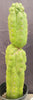 #EC165 EXACT Trichocereus Pachanoi Monstrose Ornamental Cactus Plant 19”