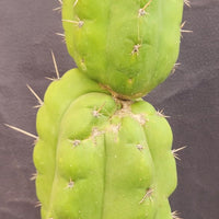 #EC165 EXACT Trichocereus Pachanoi Monstrose Ornamental Cactus Plant 19”