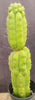 #EC165 EXACT Trichocereus Pachanoi Monstrose Ornamental Cactus Plant 19”