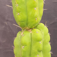 #EC165 EXACT Trichocereus Pachanoi Monstrose Ornamental Cactus Plant 19”