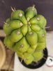 #EC165 EXACT Trichocereus Pachanoi Monstrose Ornamental Cactus Plant 19”