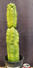 #EC165 EXACT Trichocereus Pachanoi Monstrose Ornamental Cactus Plant 19”