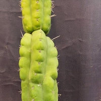 #EC165 EXACT Trichocereus Pachanoi Monstrose Ornamental Cactus Plant 19”