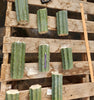 #EC166 EXACT Trichocereus Huanucoensis Jiimz Big Mac aka P7 Cactus 8" Cutting