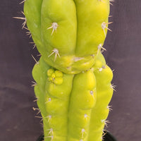 #EC169 EXACT Trichocereus Pachanoi Monstrose TPM Cactus Plant 16”