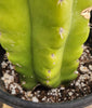 #EC169 EXACT Trichocereus Pachanoi Monstrose TPM Cactus Plant 16”