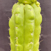 #EC169 EXACT Trichocereus Pachanoi Monstrose TPM Cactus Plant 16”