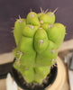 #EC169 EXACT Trichocereus Pachanoi Monstrose TPM Cactus Plant 16”