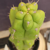 #EC169 EXACT Trichocereus Pachanoi Monstrose TPM Cactus Plant 16”