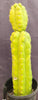 #EC169 EXACT Trichocereus Pachanoi Monstrose TPM Cactus Plant 16”