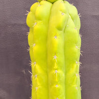 #EC169 EXACT Trichocereus Pachanoi Monstrose TPM Cactus Plant 16”