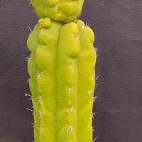 #EC169 EXACT Trichocereus Pachanoi Monstrose TPM Cactus Plant 16”