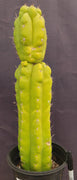 #EC169 EXACT Trichocereus Pachanoi Monstrose TPM Cactus Plant 16”