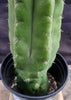 #EC17 EXACT Trichocereus Pachanoi Monstrose TPM Cactus 14.5”