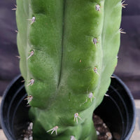 #EC17 EXACT Trichocereus Pachanoi Monstrose TPM Cactus 14.5”