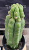 #EC17 EXACT Trichocereus Pachanoi Monstrose TPM Cactus 14.5”