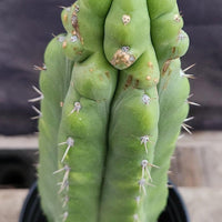 #EC17 EXACT Trichocereus Pachanoi Monstrose TPM Cactus 14.5”