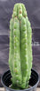 #EC17 EXACT Trichocereus Pachanoi Monstrose TPM Cactus 14.5”