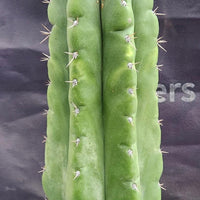 #EC17 EXACT Trichocereus Pachanoi Monstrose TPM Cactus 14.5”