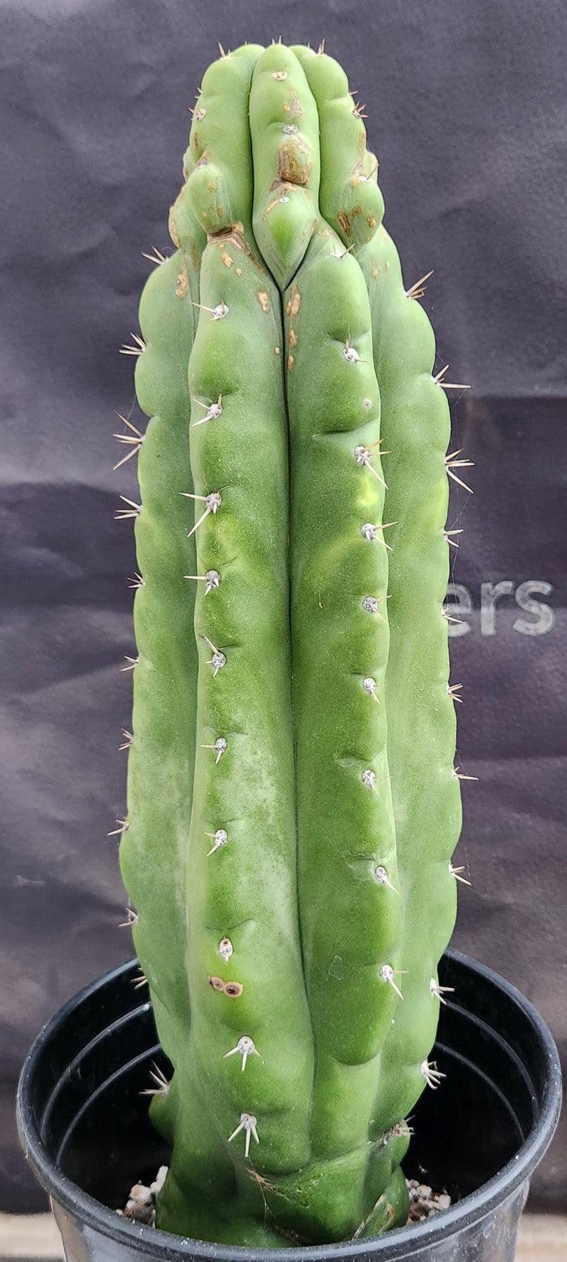 #ec17 Exact Trichocereus Pachanoi Monstrose Tpm Cactus 14.5” 