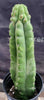 #EC17 EXACT Trichocereus Pachanoi Monstrose TPM Cactus 14.5”