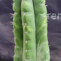 #EC17 EXACT Trichocereus Pachanoi Monstrose TPM Cactus 14.5”