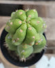 #EC17 EXACT Trichocereus Pachanoi Monstrose TPM Cactus 14.5”