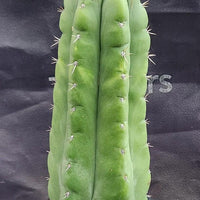 #EC17 EXACT Trichocereus Pachanoi Monstrose TPM Cactus 14.5”