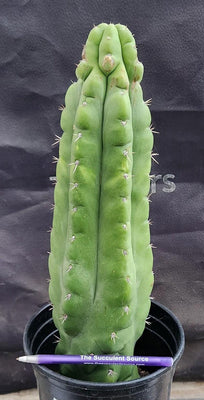 #EC17 EXACT Trichocereus Pachanoi Monstrose TPM Cactus 14.5”