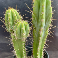 #EC173 EXACT Trichocereus Hybrid LumberJack X Macrogonus Ornamental Cactus Plant 13”