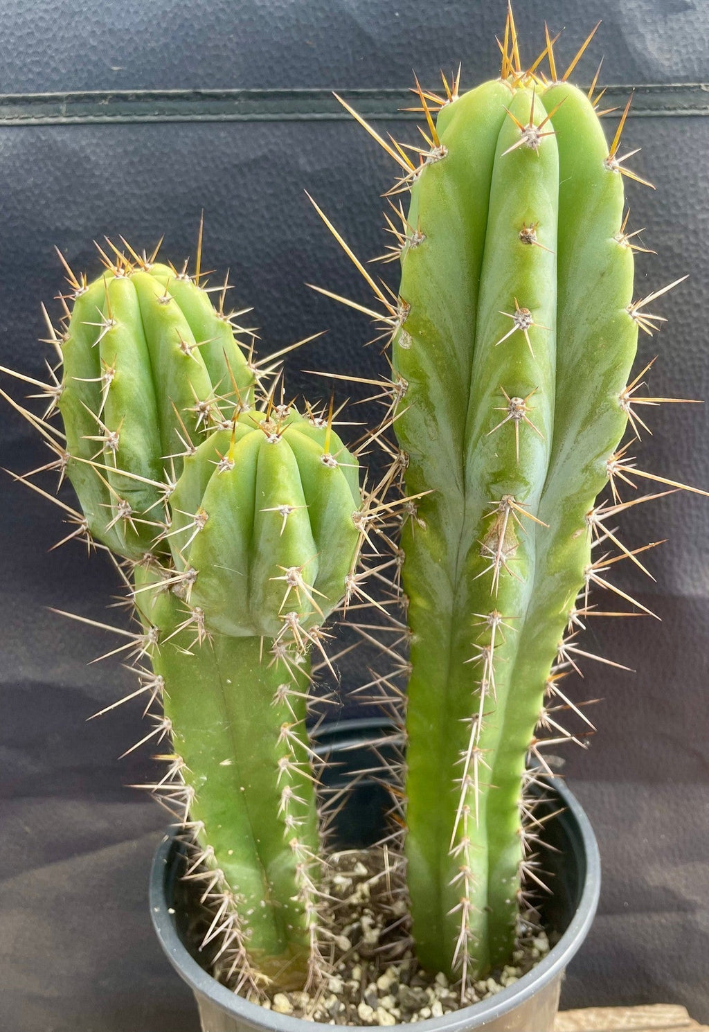 #EC173 EXACT Trichocereus Hybrid LumberJack X Macrogonus Ornamental Cactus Plant 13”