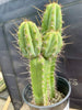 #EC173 EXACT Trichocereus Hybrid LumberJack X Macrogonus Ornamental Cactus Plant 13”