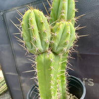 #EC173 EXACT Trichocereus Hybrid LumberJack X Macrogonus Ornamental Cactus Plant 13”