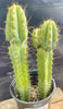 #EC173 EXACT Trichocereus Hybrid LumberJack X Macrogonus Ornamental Cactus Plant 13”