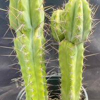 #EC173 EXACT Trichocereus Hybrid LumberJack X Macrogonus Ornamental Cactus Plant 13”