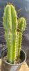 #EC173 EXACT Trichocereus Hybrid LumberJack X Macrogonus Ornamental Cactus Plant 13”