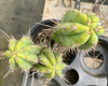 #EC173 EXACT Trichocereus Hybrid LumberJack X Macrogonus Ornamental Cactus Plant 13”