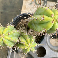 #EC173 EXACT Trichocereus Hybrid LumberJack X Macrogonus Ornamental Cactus Plant 13”