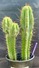 #EC173 EXACT Trichocereus Hybrid LumberJack X Macrogonus Ornamental Cactus Plant 13”