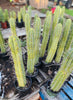 #EC175 EXACT Trichocereus Bridgesii Jiimz Tall Potted Cactus Plant