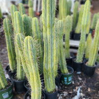 #EC175 EXACT Trichocereus Bridgesii Jiimz Tall Potted Cactus Plant