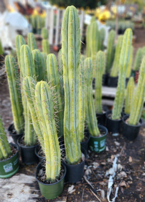 #EC175 EXACT Trichocereus Bridgesii Jiimz Tall Potted Cactus Plant