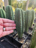 #EC176 EXACT Trichocereus Bogan OP Cactus Potted 7-8" Plant