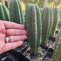 #EC176 EXACT Trichocereus Bogan OP Cactus Potted 7-8" Plant