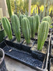 #EC176 EXACT Trichocereus Bogan OP Cactus Potted 7-8" Plant