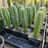 #EC176 EXACT Trichocereus Bogan OP Cactus Potted 7-8" Plant