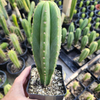 #EC176 EXACT Trichocereus Bogan OP Cactus Potted 7-8" Plant