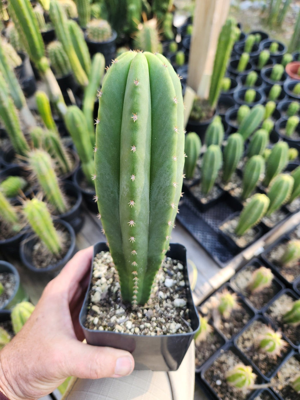 #EC176 EXACT Trichocereus Bogan OP Cactus Potted 7-8" Plant