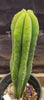 #EC177 EXACT Trichocereus Hybrid Pachanoi Decosta X Scopulicola Slimer Cactus Plant 16.5"